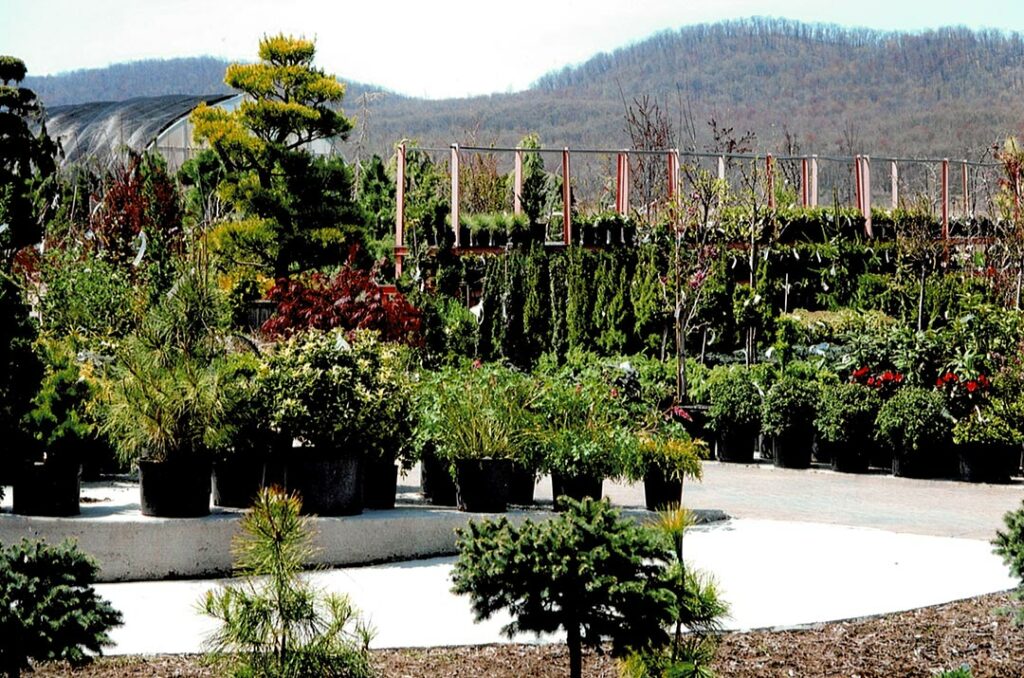 Plants at Bloomfield Nursery