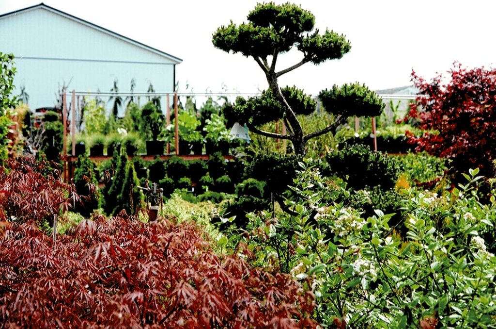 Plants at Bloomfield Nursery