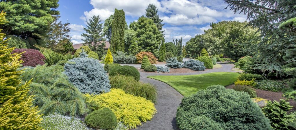 Beautiful Landscaping With Conifers