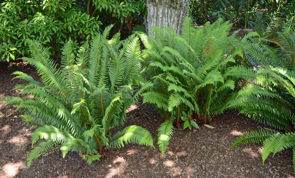 Fern