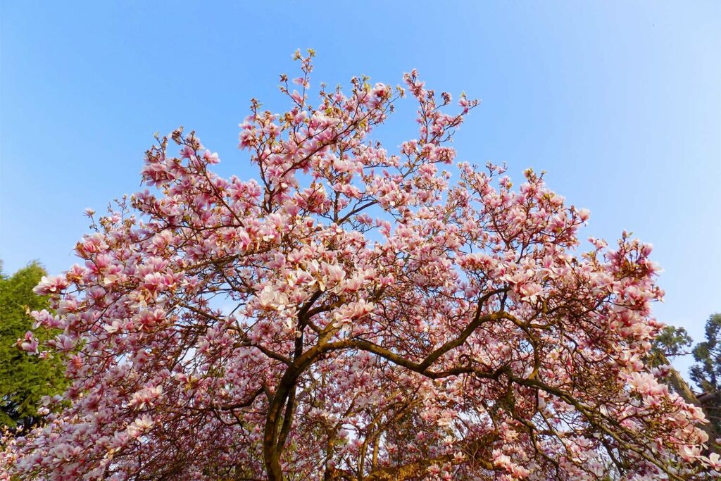 Flowering Magnolia Tree in Spring