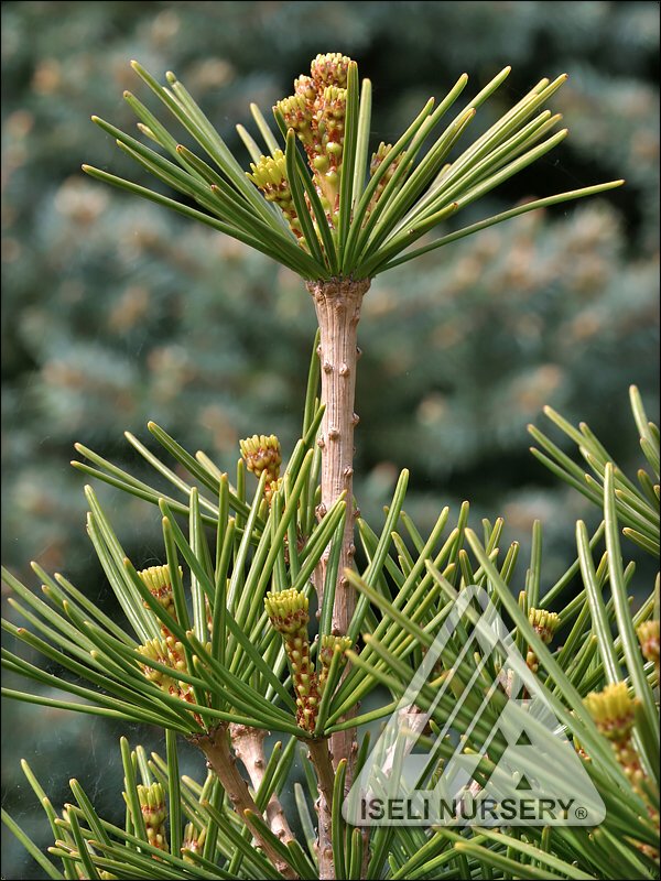 Japanese Umbrella Pine