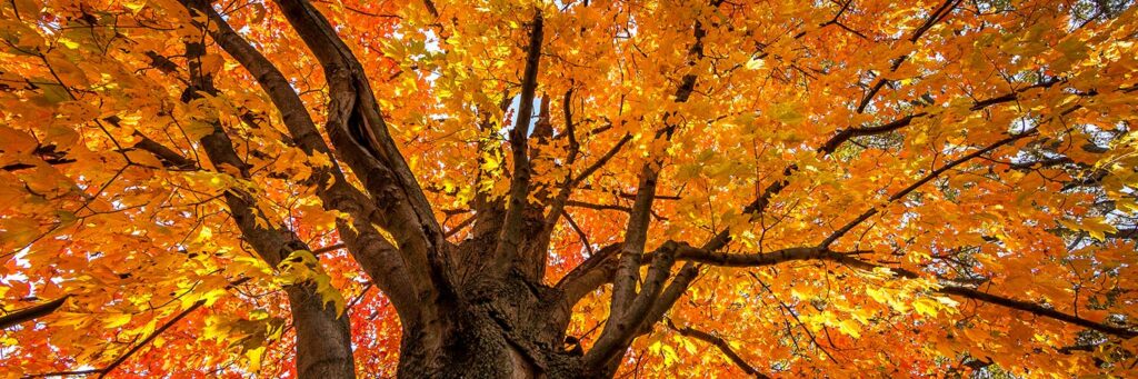 Maple Tree in Autumn