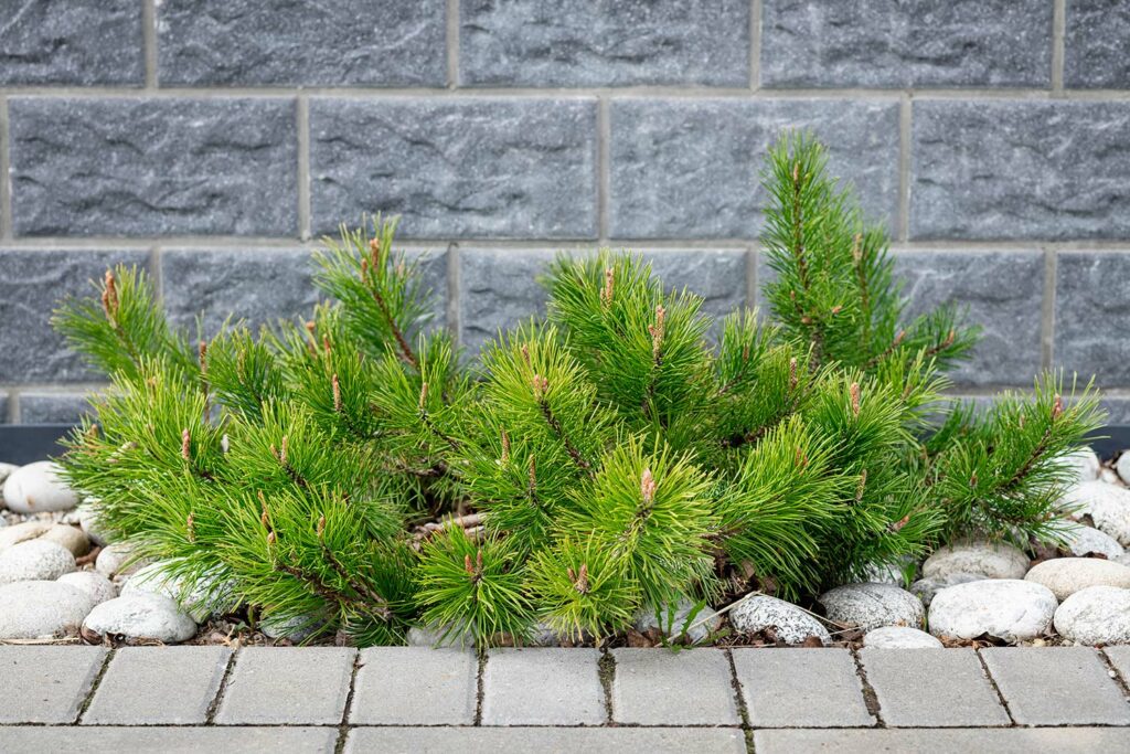 Mugo Pine