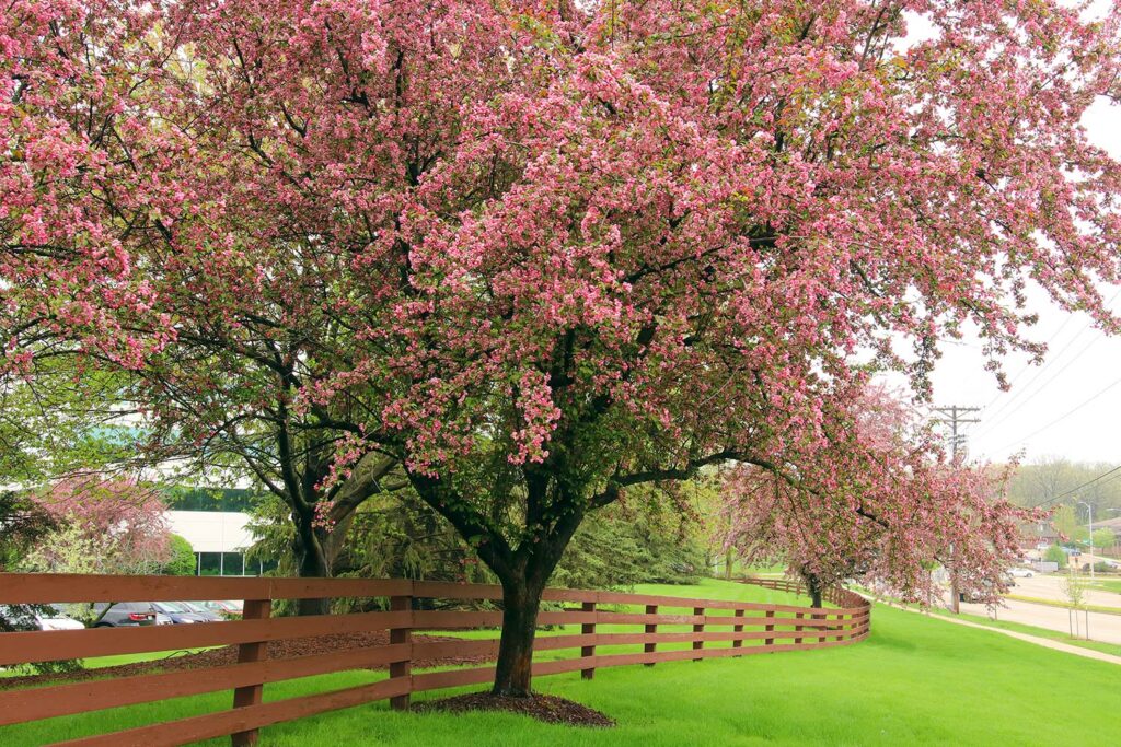 Ornamental Tree With Wooden Fence