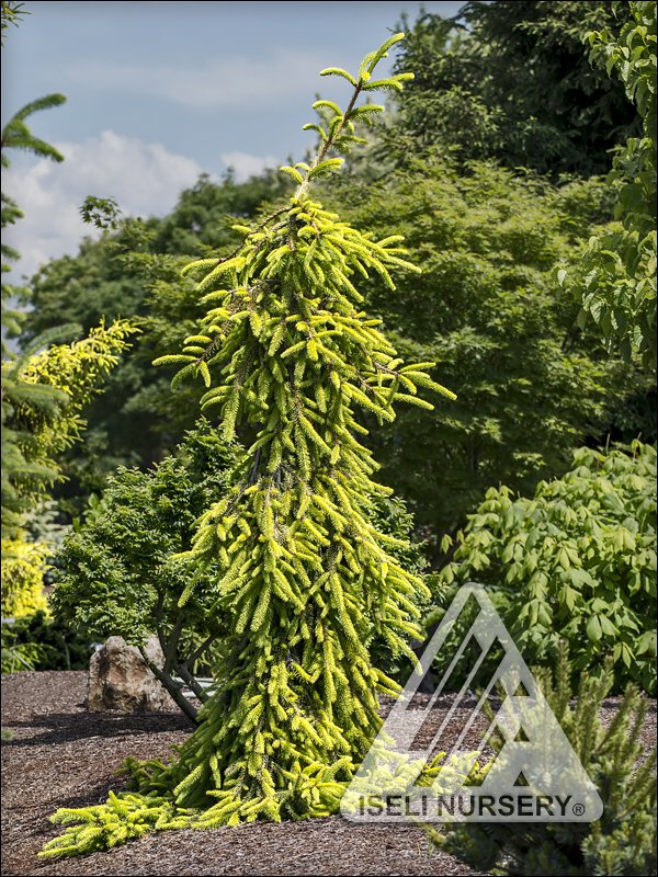 Weeping Evergreen