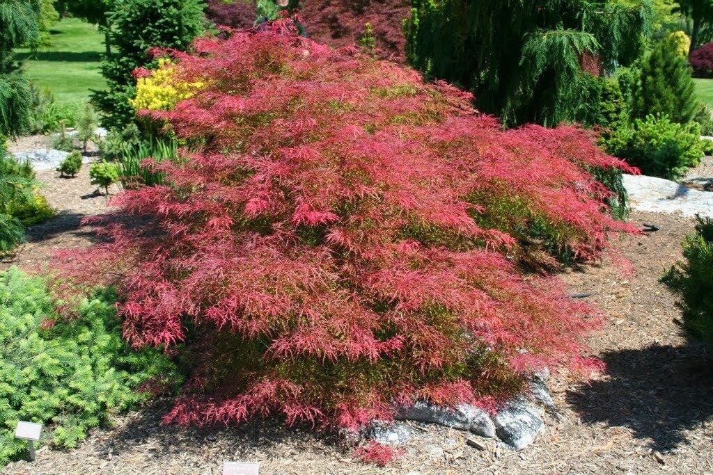 Weeping Ornamental