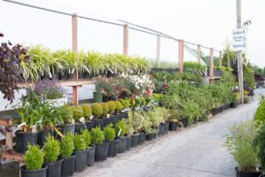 Bloomfield Nursery 1