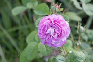 Bloomfield Nursery 10