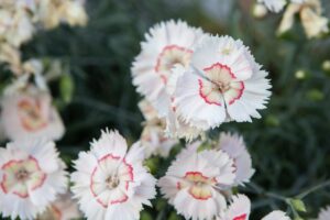 Bloomfield Nursery 12