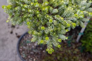 Bloomfield Nursery 13