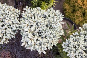 Bloomfield Nursery 14