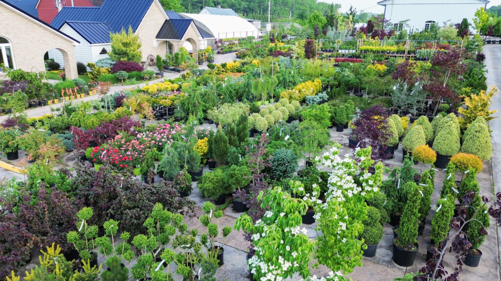 Bloomfield Nursery