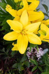 Bloomfield Nursery 15
