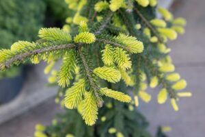 Bloomfield Nursery 16