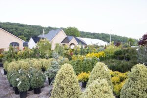 Bloomfield Nursery 18