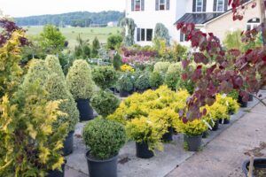 Bloomfield Nursery 19