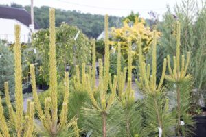 Bloomfield Nursery 2