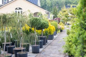 Bloomfield Nursery 20