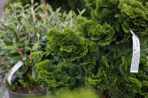 Bloomfield Nursery 23