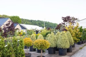 Bloomfield Nursery 25