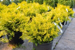 Bloomfield Nursery 26