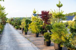 Bloomfield Nursery 27
