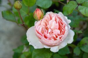 Bloomfield Nursery 29