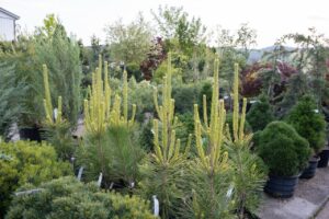 Bloomfield Nursery 3