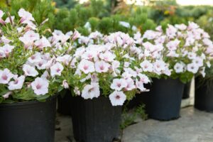 Bloomfield Nursery 30
