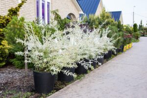 Bloomfield Nursery 31