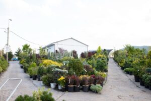 Bloomfield Nursery 33