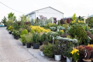 Bloomfield Nursery 34