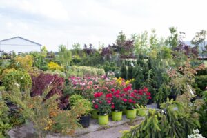 Bloomfield Nursery 35
