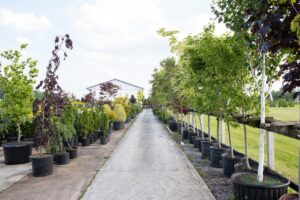 Bloomfield Nursery 36