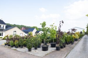 Bloomfield Nursery 37
