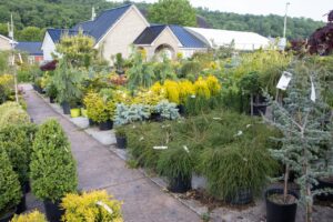 Bloomfield Nursery 38