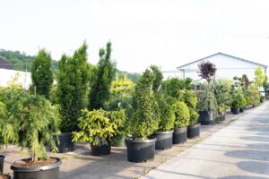 Bloomfield Nursery 39