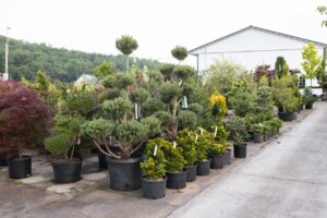 Bloomfield Nursery 4