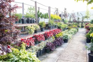 Bloomfield Nursery 40