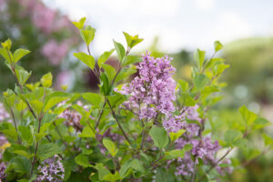 Bloomfield Nursery 40