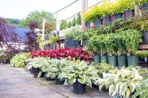 Bloomfield Nursery 41