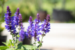 Bloomfield Nursery 41