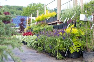 Bloomfield Nursery 42