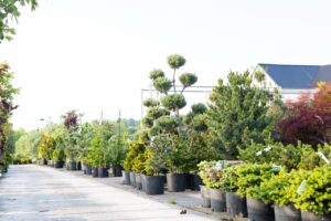 Bloomfield Nursery 43