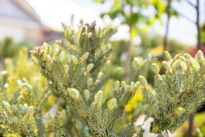 Bloomfield Nursery 43