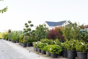Bloomfield Nursery 44