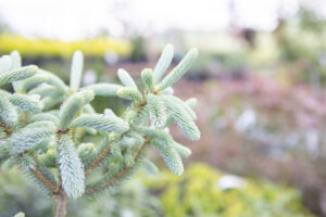 Bloomfield Nursery 44