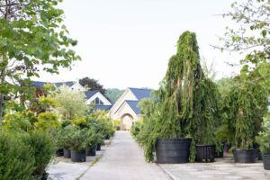Bloomfield Nursery 45