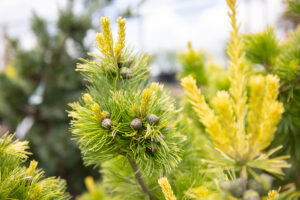 Bloomfield Nursery 45